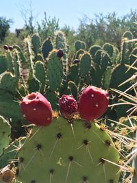 Close-up of red cactus growing on plant against sky