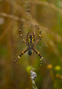 Spider on web
