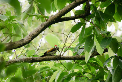 Low angle view of bird perching on tree