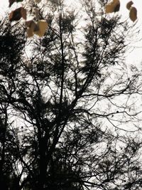 Low angle view of trees against sky