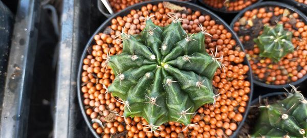 High angle view of potted plant in basket