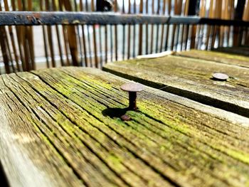 Close-up of lizard on wood