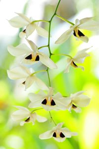 Close-up of white flowers hanging outdoors