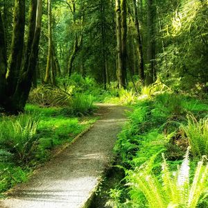 View of trees in the forest