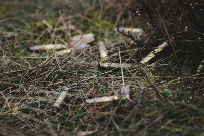 High angle view of mushroom growing on field