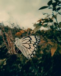 Close-up of butterfly pollinating on flower