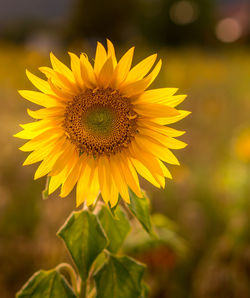 Close-up of yellow sunflower