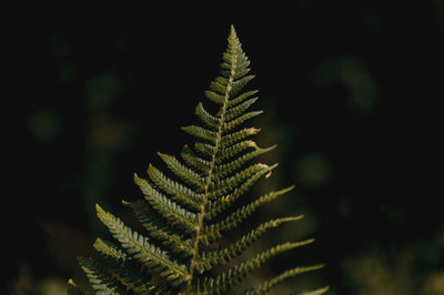 Fern in the summer forest