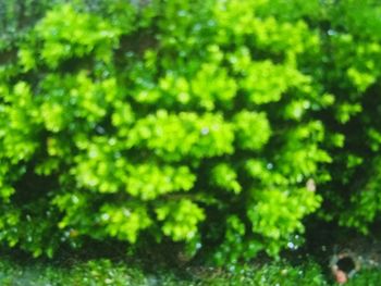 Full frame shot of fresh green plants