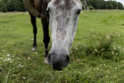 Close-up of a horse on field