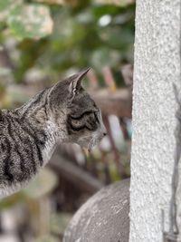 Close-up of a cat on tree trunk