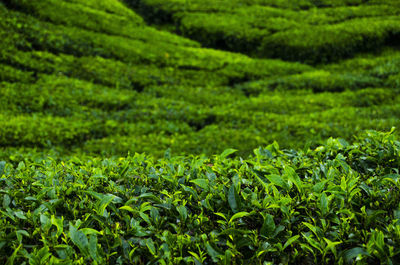 Full frame shot of corn field