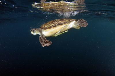 Fish swimming in sea