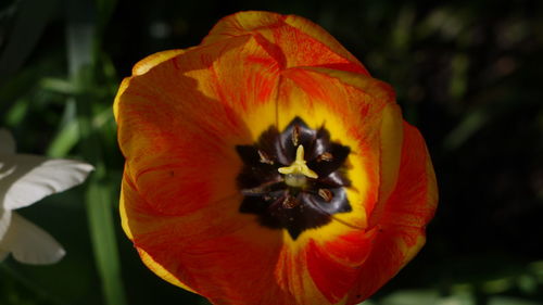 Close-up of yellow flower blooming outdoors