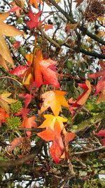 Close-up of orange flowers blooming on tree during autumn