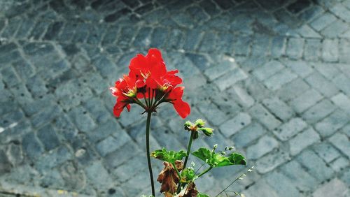 Close-up of flowers blooming outdoors