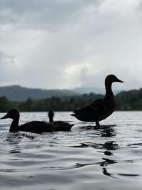 Ducks swimming in lake