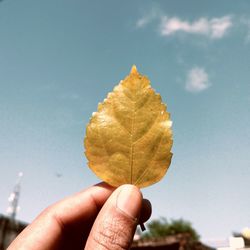 Close-up of hand holding leaf against sky