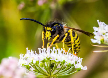 Close-up of bee on white flower