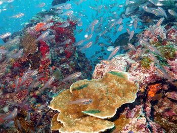 Fish swimming in sea