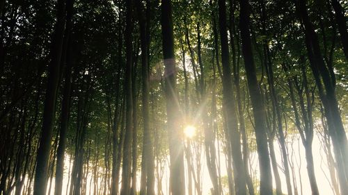 Low angle view of bamboo trees in forest