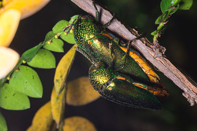 Close-up of insect on plant