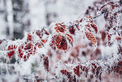 Close-up of snow covered tree during winter