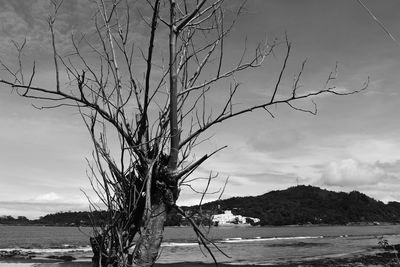 Bare trees against cloudy sky