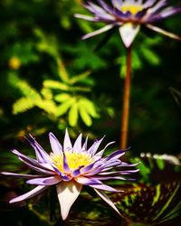 Close-up of purple flower