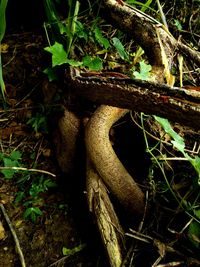 Close-up of lizard on tree in forest