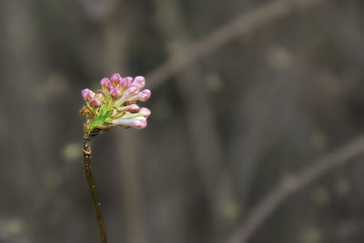 Close-up of pink flowering plant
