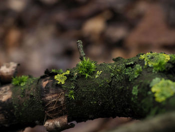 Close-up of moss growing on tree