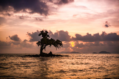 Silhouette tree by sea against sky during sunset