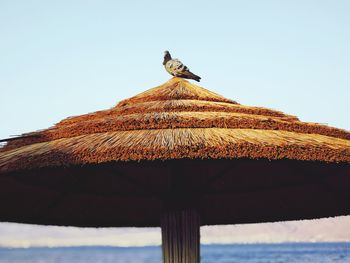 Low angle view of bird perching on roof against clear sky