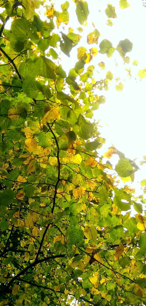 tree, branch, leaf, growth, yellow, low angle view, nature, beauty in nature, autumn, tranquility, season, green color, change, sunlight, day, sky, outdoors, no people, scenics, freshness