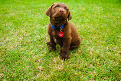 Portrait of dog on grassy field