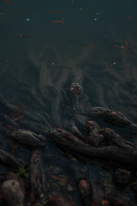 High angle view of fish swimming in lake