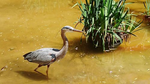 Bird in water