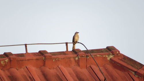 Low angle view of bird perching on roof against clear sky