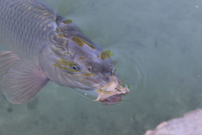 High angle view of fish swimming in sea