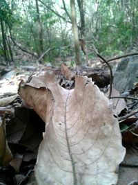 Close-up of dry leaves in forest