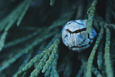 Close-up of lizard