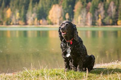 Dog sitting on a land