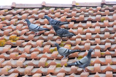 Close-up of pigeons perching on roof