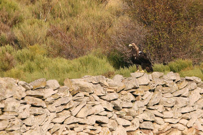 View of lizard on rock