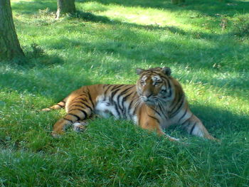 Tiger relaxing on grass