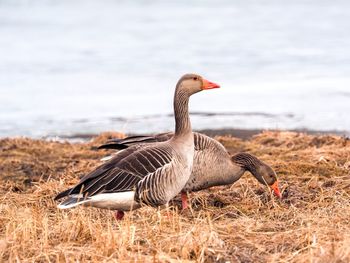 Geese on grassy field