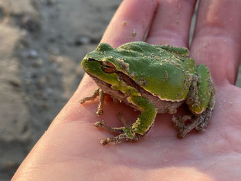 Close-up of hand holding leaf