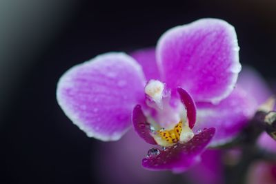 Close-up of water drops on pink flower