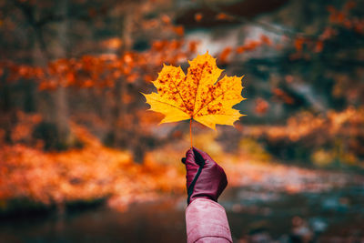 Person holding maple leaves during autumn